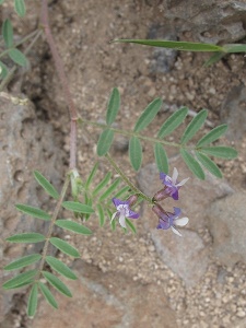 Astragalus nuttallianus v. austrinus